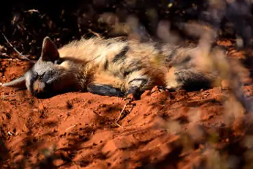 The Aardwolf, a shy, nocturnal insect-eating mammal.